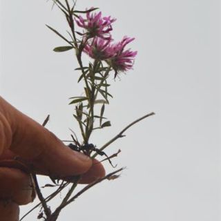 var laxiusculum-Manyas-Balıkesir