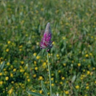 var. purpureum-Silifke-Mersin