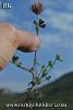 var stellatum-Datça-Muğla