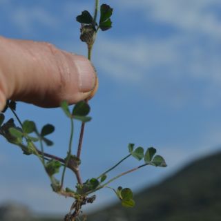 var stellatum-Datça-Muğla