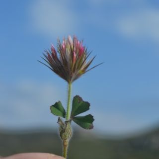var stellatum-Datça-Muğla