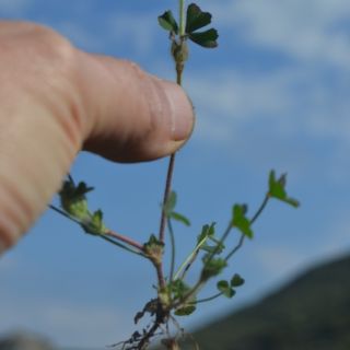 var stellatum-Datça-Muğla
