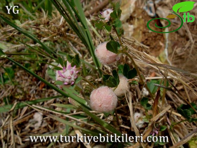 var.tomentosum-Datça-Muğla