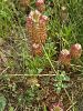var. rumelicum Edirne