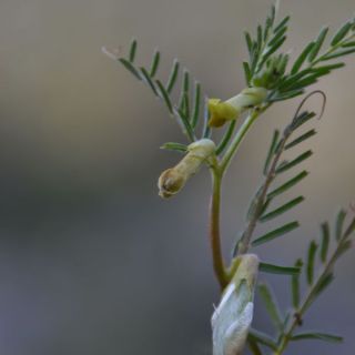 Boncuk dağları-Burdur