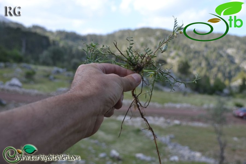 Boncuk dağları-Burdur