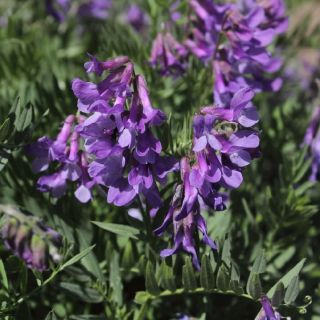 subsp. latistipulata- Van