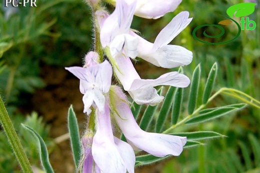 subsp. variegata - Erzincan