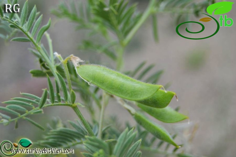 ssp variegata-İspir-Erzurum