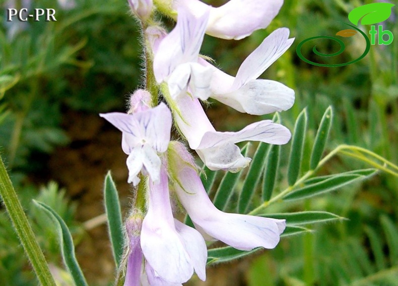 subsp. variegata - Erzincan