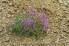 subsp. stenophylla-İzmir
