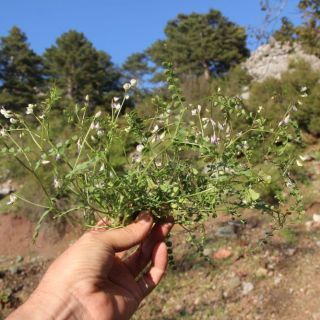 Sandras dağı-Köyceğiz