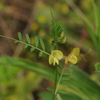 subsp grandiflora- İzmir