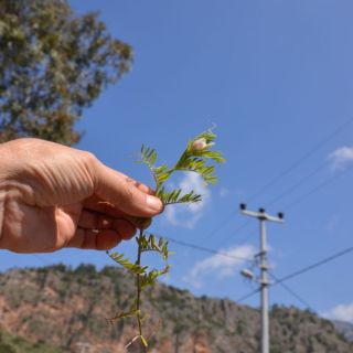 var hirta-Marmaris-Muğla