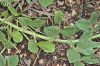 var. narbonensis-Alanya