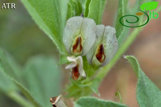 var. narbonensis-Alanya