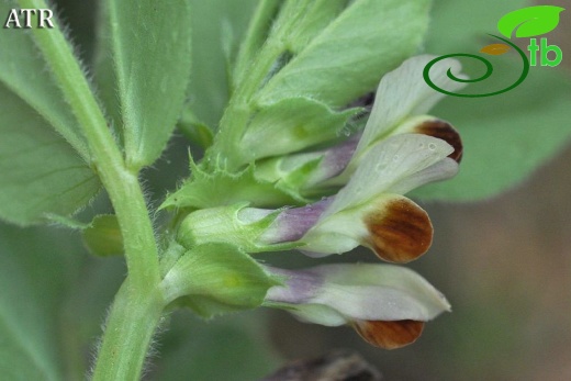 var. narbonensis-Alanya