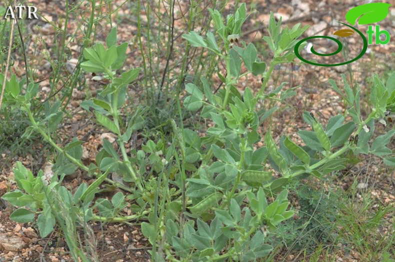 var. narbonensis-Alanya