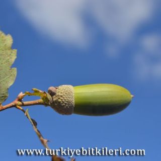 ssp iberica-Balıkesir