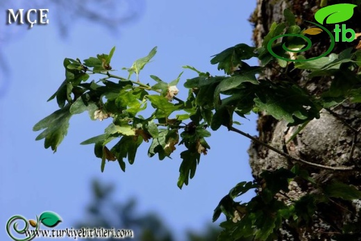 subsp. pinnatiloba-Amanoslar-Hatay