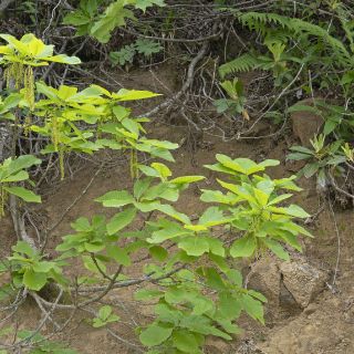 Male flowers-Bayburt