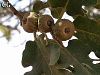 ssp pubescens-Muğla