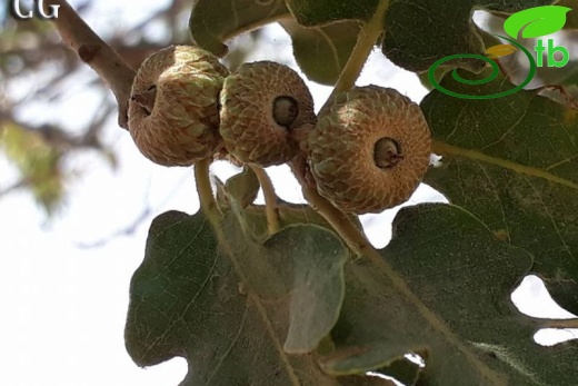 ssp pubescens-Muğla