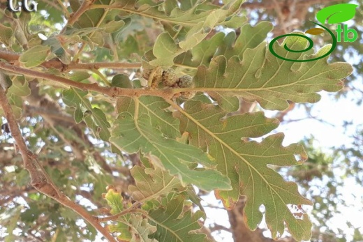 ssp pubescens-Muğla