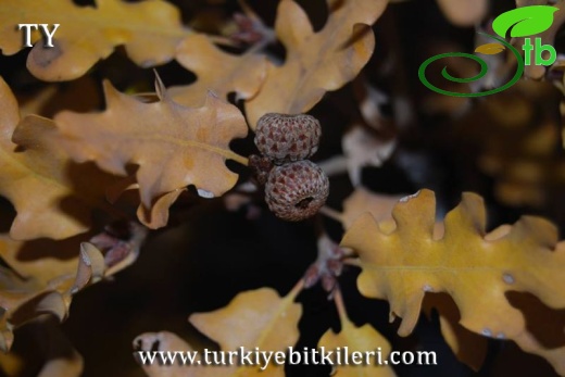 subsp. pubescens-Kayseri