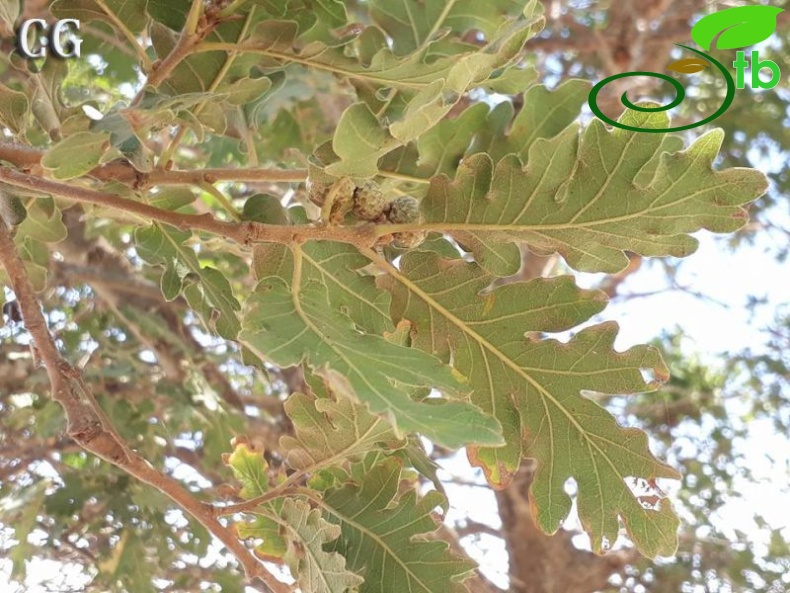 ssp pubescens-Muğla