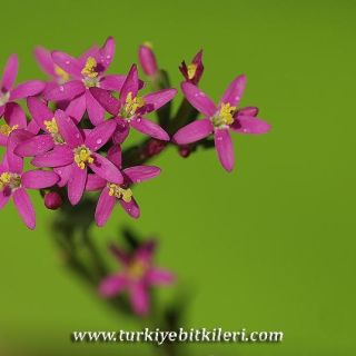 subsp. erythraea-İzmir