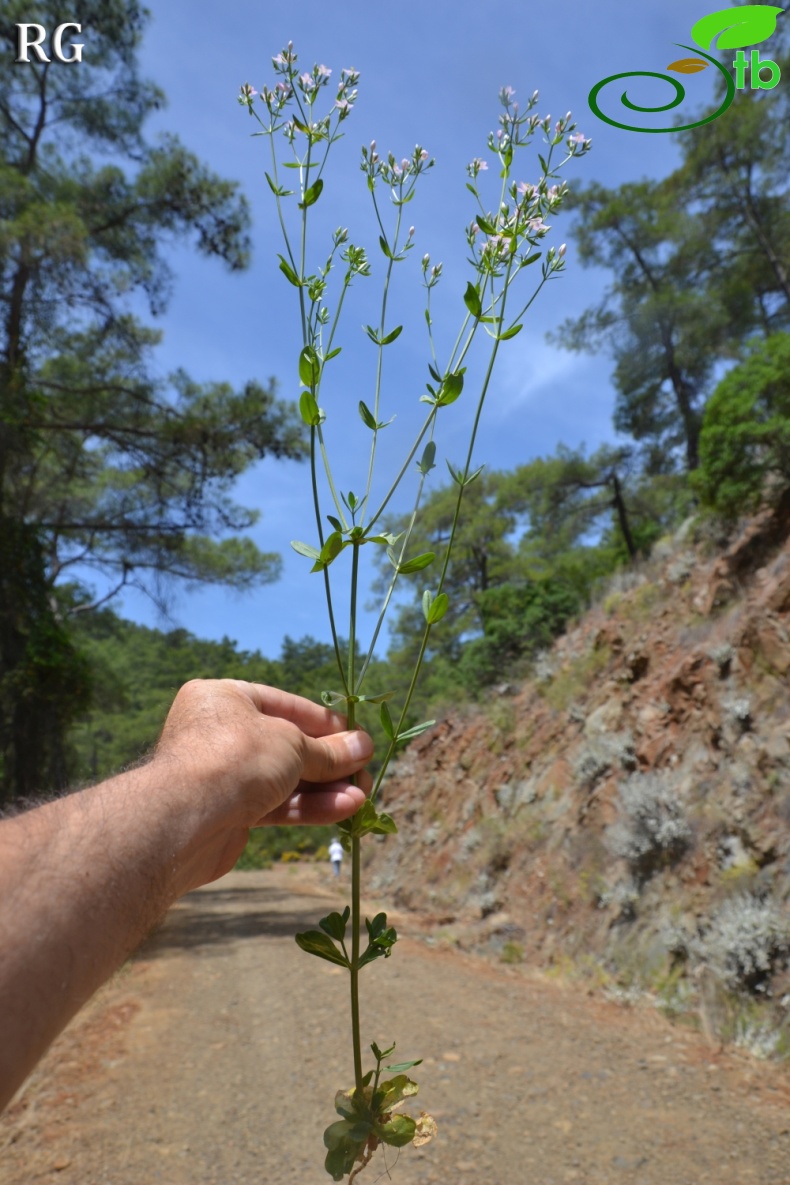 Ula- Muğla