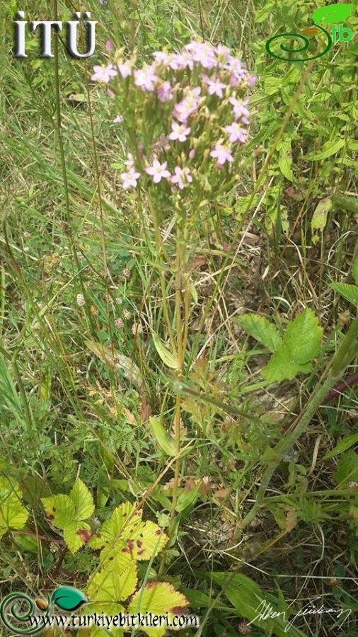 subsp. acutiflorum-Kırklareli