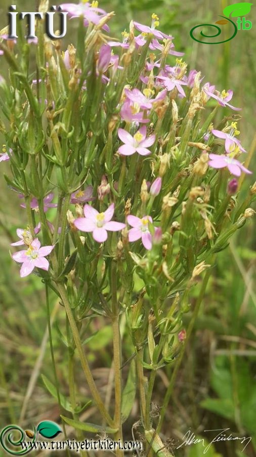 subsp. acutiflorum-Kırklareli