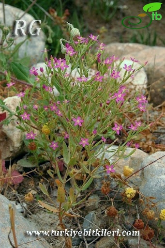 ssp tenuiflorum-Silifke-Mersin