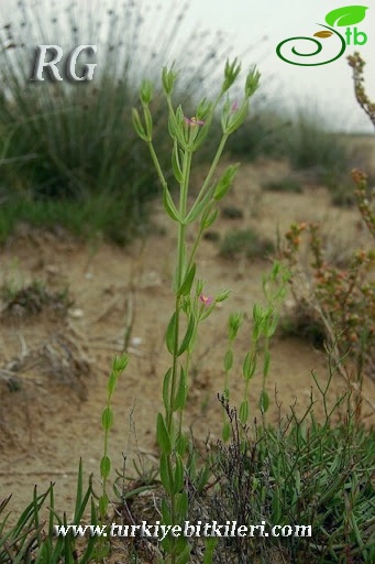 ssp tenuiflorum-Silifke-Mersin