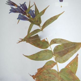 Bolu