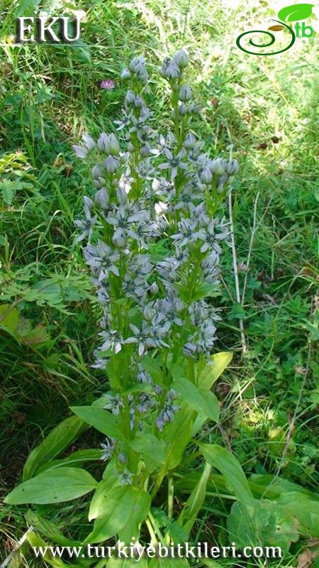 Yusufeli-Artvin