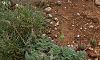 subsp.absinthoides- Hatay