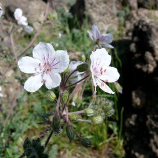 subsp. absinthoides - Igdir ve Agri