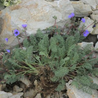 ssp armenum- Bayburt