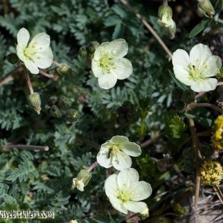 ssp absinthoides-Kütahya