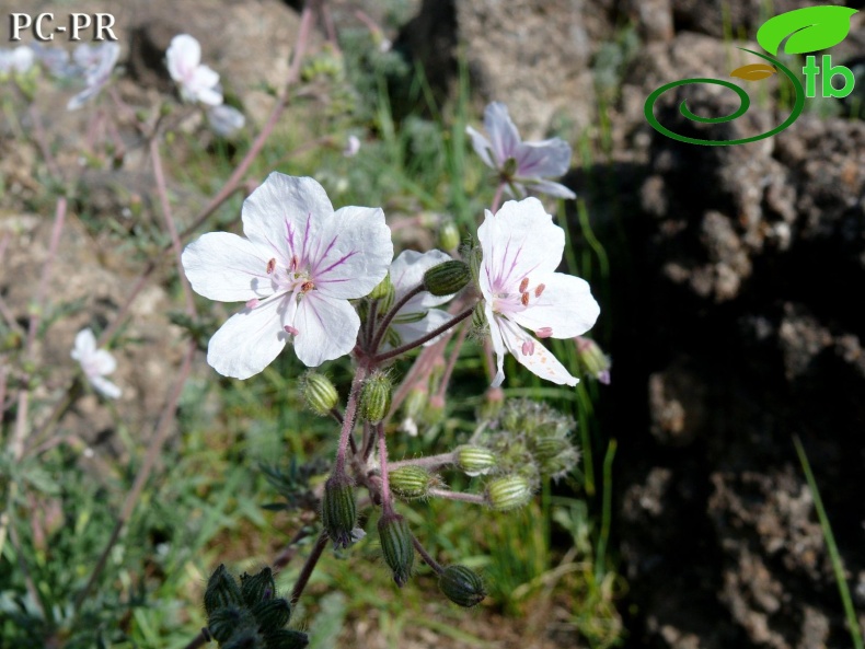 subsp. absinthoides - Igdir ve Agri