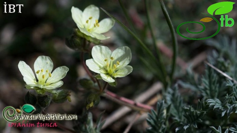 ssp absinthoides-Kütahya