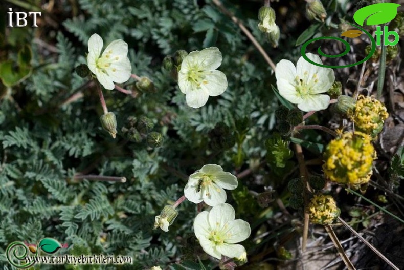 ssp absinthoides-Kütahya