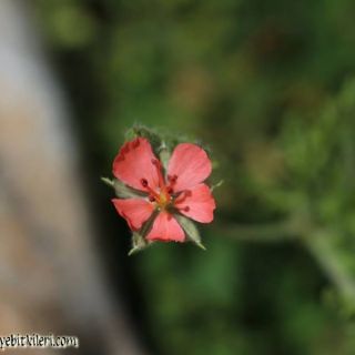 ssp salmoneum-Gündoğmuş-Antalya