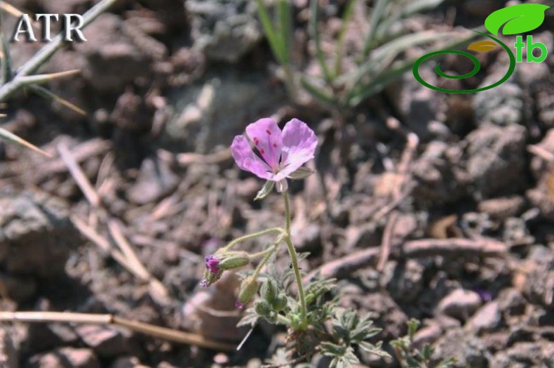 Ssp cedrorum-Niğde