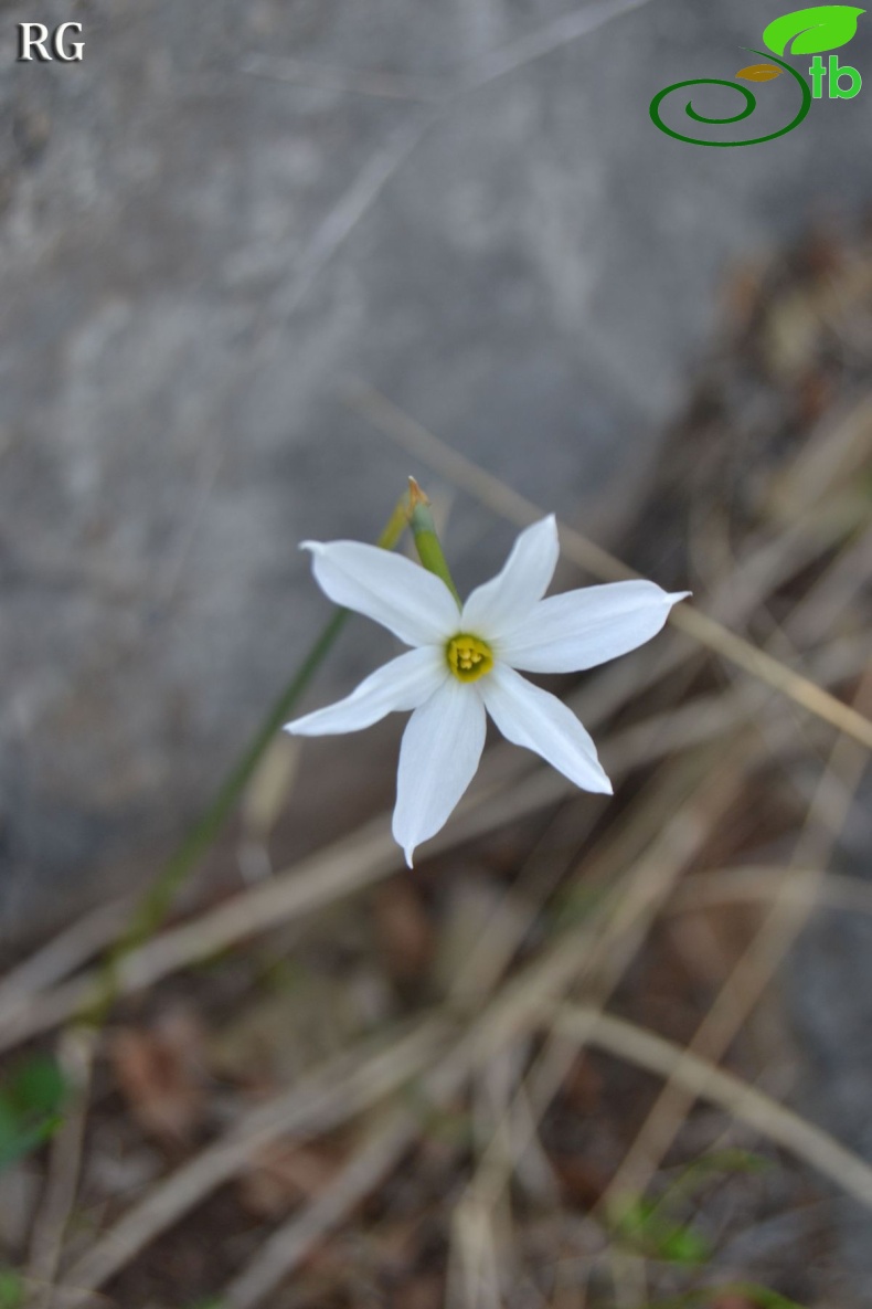 Datça-Muğla