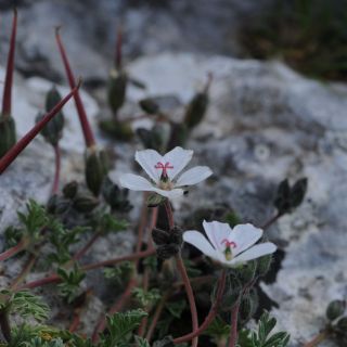 subsp. akdagensis