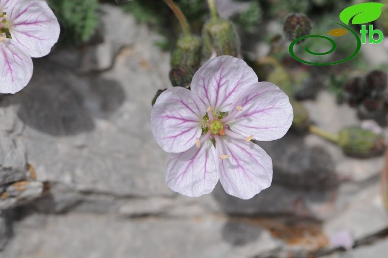 subsp. akdagensis